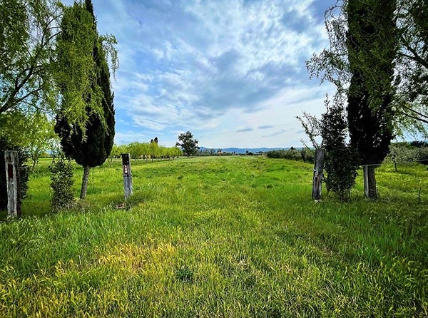 Vigne nella zona dell'Etna