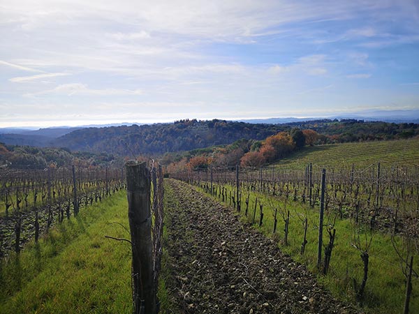 Terra di Seta vigne