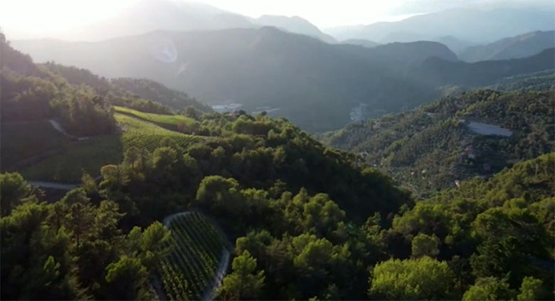 Vigneti Roberto Rondelli