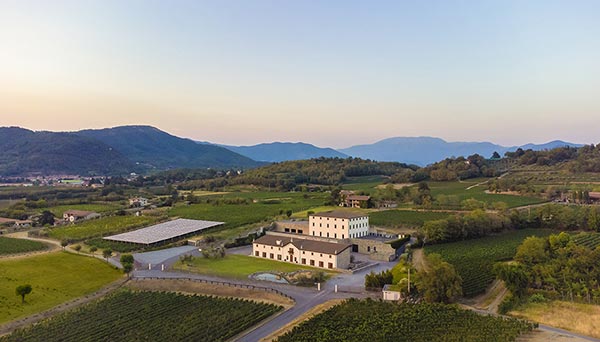 I vigneti intorno all'azienda