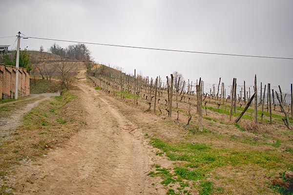 Sentiero tra i filari di Castelnuovo Don Bosco