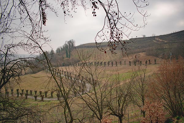 Vigne e panorama di Castelnuovo Don Bosco