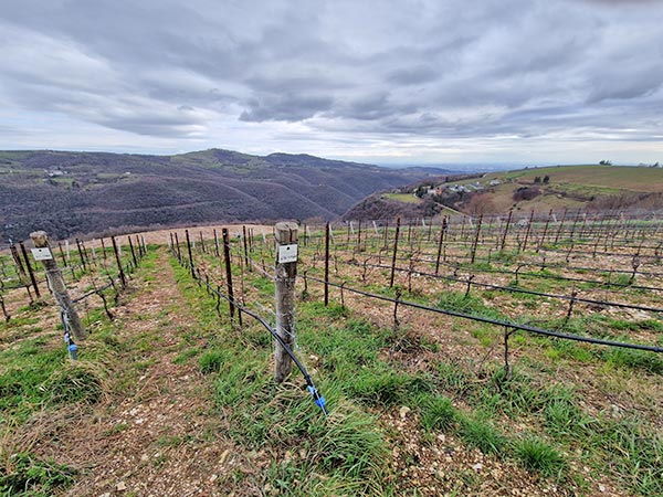 La Collina dei Ciliegi, vigneti