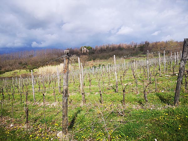 Fonzone vigneti