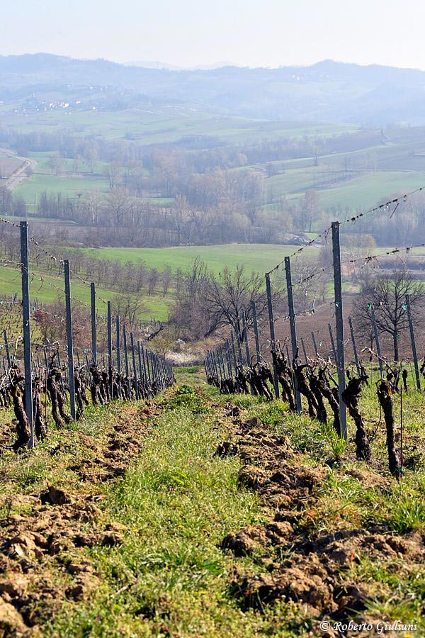 Area vitata di Cascina Giambolino a Carbonara Scrivia