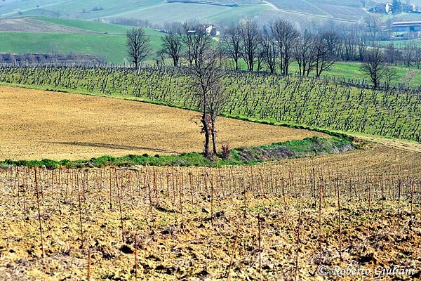 Area vitata di Cascina Giambolino a Carbonara Scrivia
