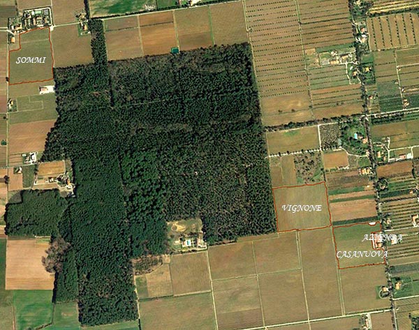 Vigneti Le Macchiole