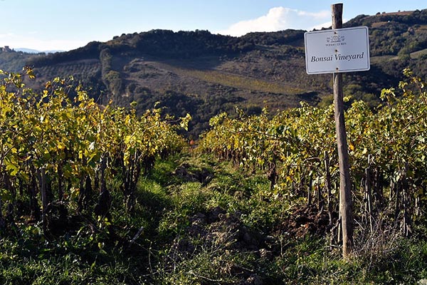 Podere Le Ripi, il vigneto Bonsai