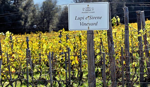 Podere Le Ripi, vigneto Lupi e Sirene