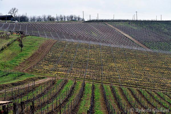 Vigneti Massa a Monleale