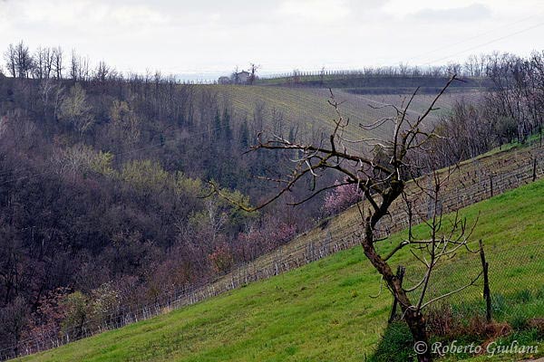 Vigneti Massa a Monleale