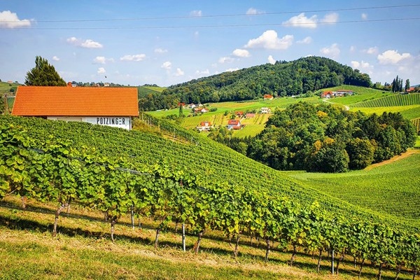 Vigneti azienda Potzinger