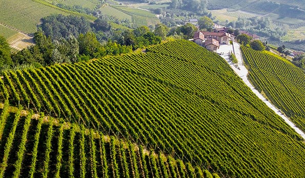 vigneti azienda Fortemasso