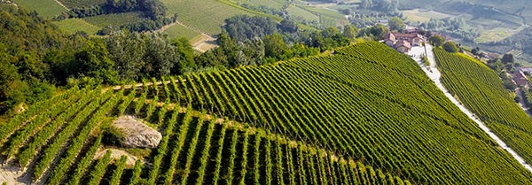 vigneti azienda Fortemasso