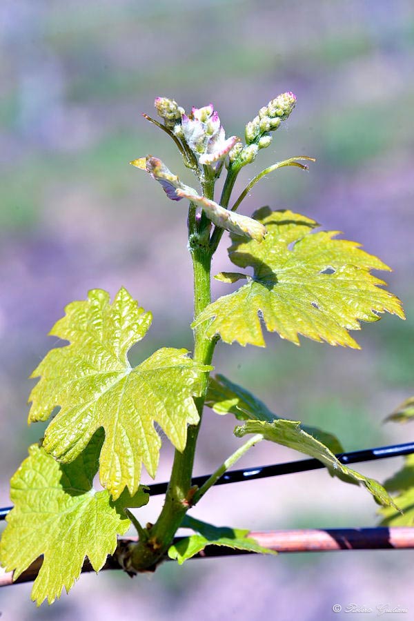 Situazione al 20 aprile nell'area del Bramaterra