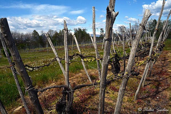Un esempio di sistema di allevamento della vite a maggiorina presso l'azienda Ioppa