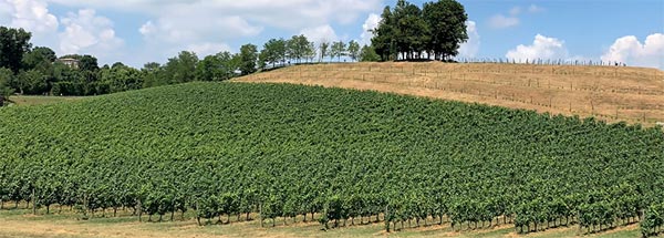 Vigneto azienda Serafini & Vidotto