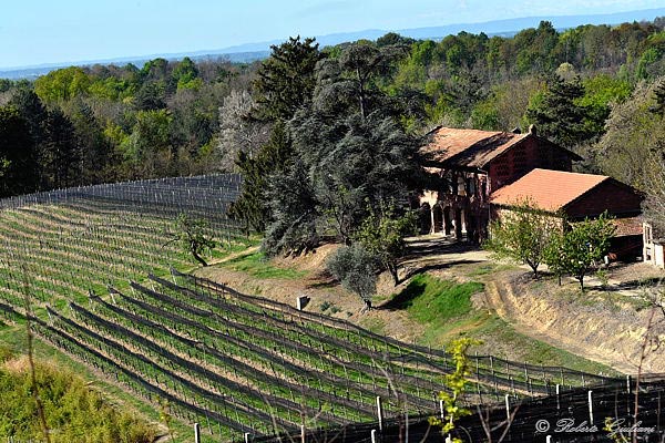 Vigneti nell'area del Bramaterra con le reti antigrandine