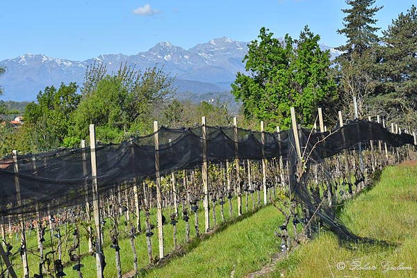 Vigneti nell'area del Bramaterra con le reti antigrandine