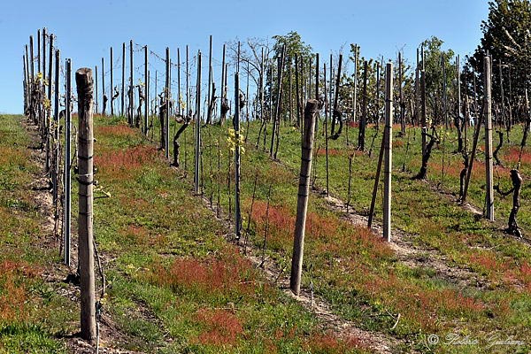 Vigneti nell'area del Bramaterra