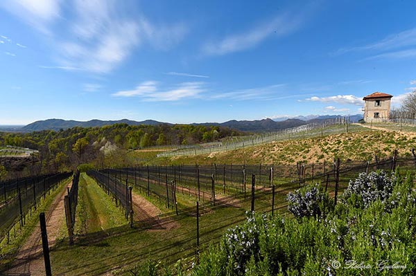 Vigneti Tenute Guardasole