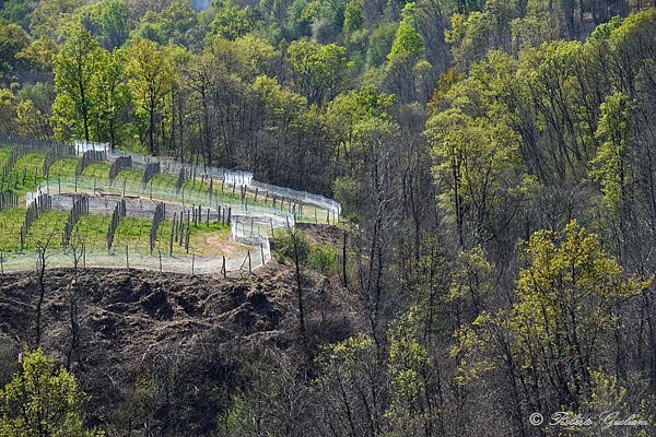 Una lingua di vigna delle Tenute Guardasole