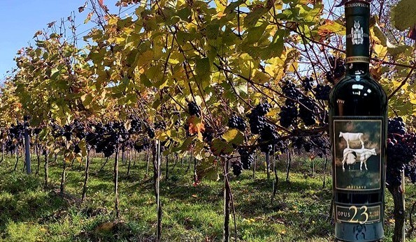 Opus 23 Bogatte reserve 2017 Winnice Czajkowski