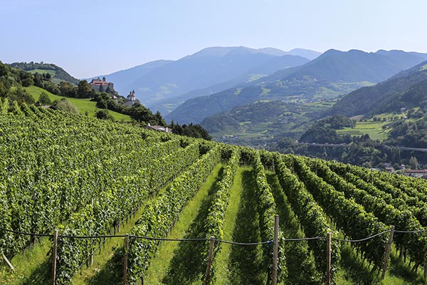 Vigne, ripidi pendii e il Monastero di Sabiona sullo sfondo
