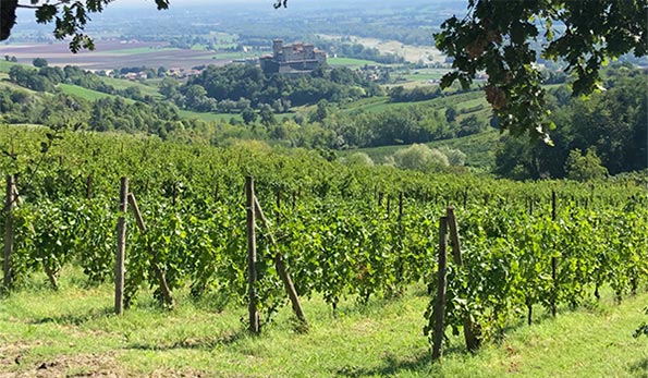 Vigneti Cantine Dall'Asta