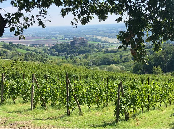 Vigneti Cantine Dall'Asta