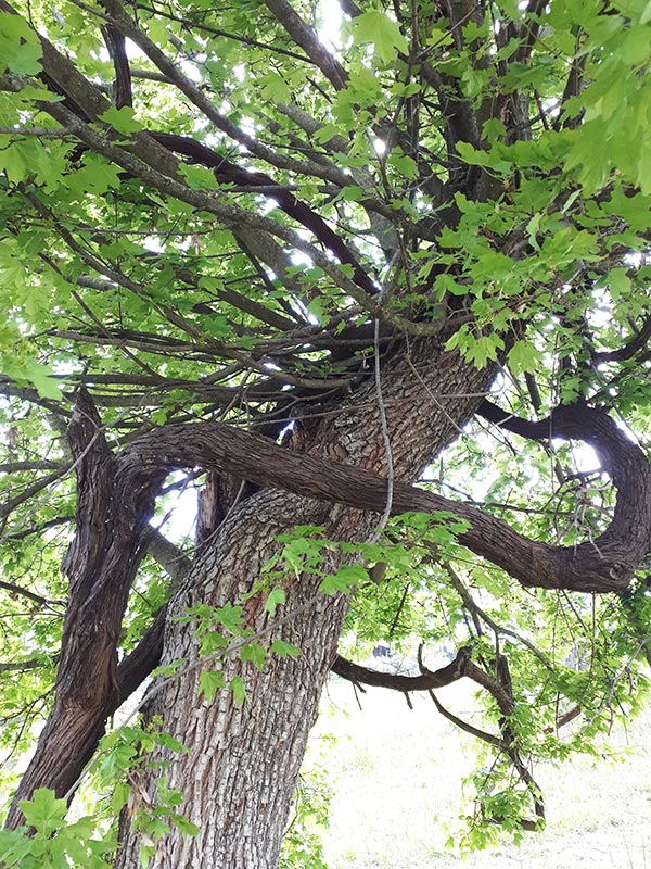 Vite maritata presso Cantine Ninni
