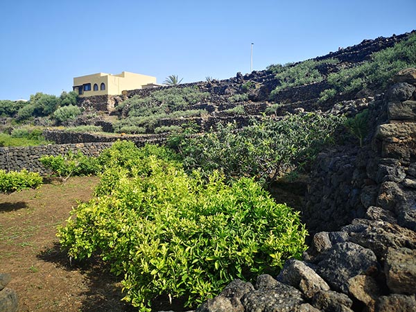 Azienda agricola Emanuela Bonomo: piante di agrumi all'interno del giardino pantesco