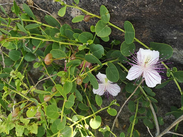 Il cappero di Pantelleria