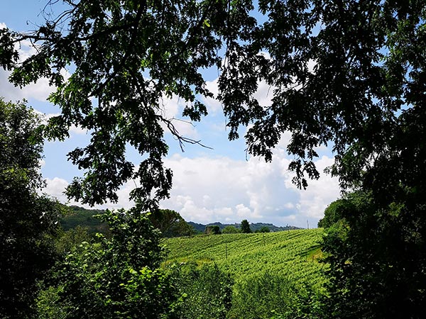 Vigneti Casale della Ioria