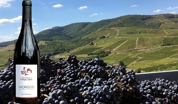 Morgon ”Les Charmes” 2017 Jean-François Coquard