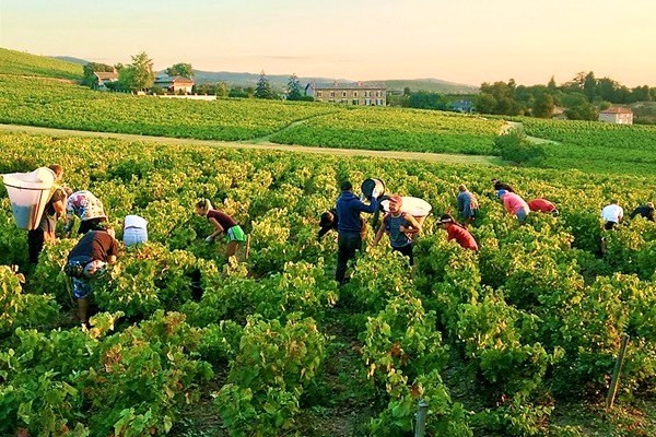 vendemmia da Jean-François Coquard