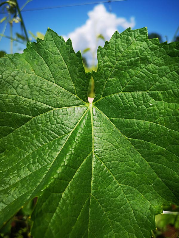 Foglia tipica del Cesanese