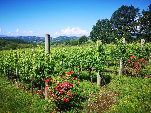Vigneti azienda Terenzi