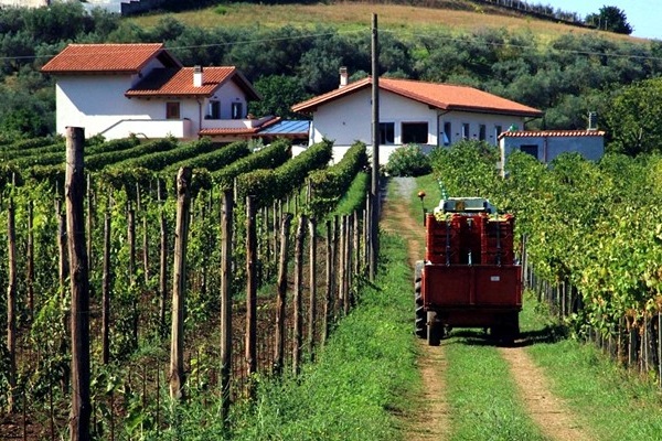vigneti azienda De Sanctis