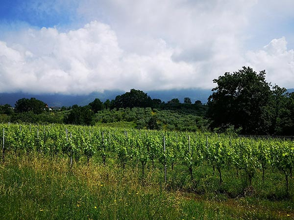 Vigneti Petrucca e Vela