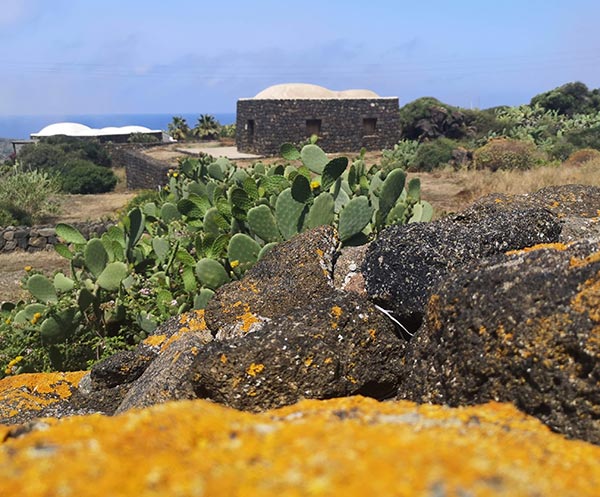 Scorcio dell'isola di Pantelleria. Sullo sfondo i dammusi, le tipiche abitazioni che con i loro tetti convogliano l'acqua piovana nelle cisterne