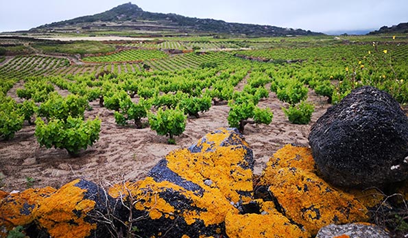 Vigne ad alberello di Salvatore Murana