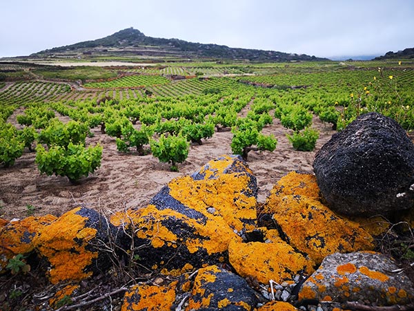 Vigne ad alberello di Salvatore Murana