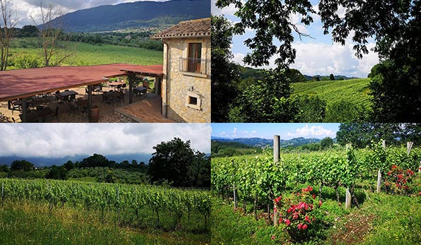 vigneti di aziende produttrici di cesanese del piglio