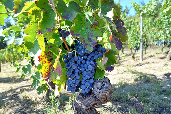 Elena Fucci aglianico