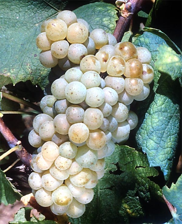 vitigno muscadet