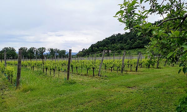 vigneto Valentino Butussi