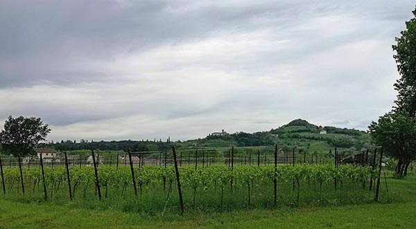 vigneto Valentino Butussi