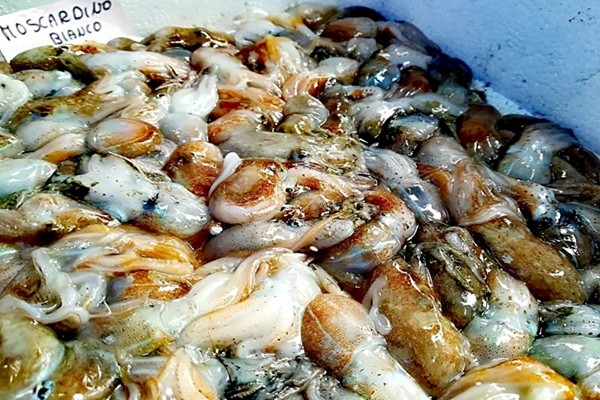 Moscardini in insalata e anche al forno