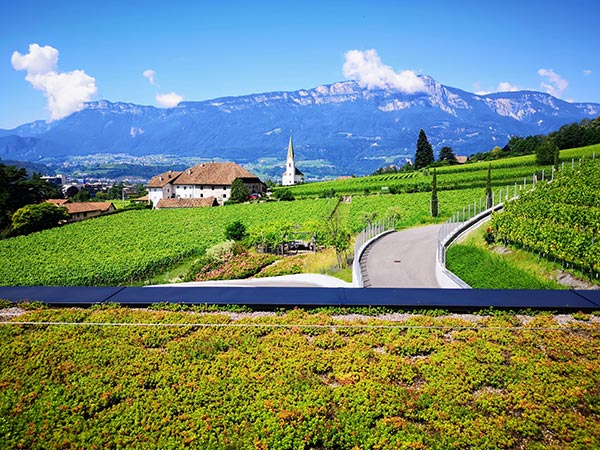Bolzano. Cantina di Bolzano: prevalentemente porfido, terreni ghiaiosi ben areati di collina e terreni alluvionali a valle.